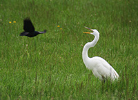 crow harrassing geat egret